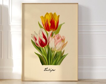 Antique Tulip Flower, Vintage Botanical Art, Retro Floral Wall Art, Mid Century Poster, Vintage Floral Poster, 70s Floral Illustration