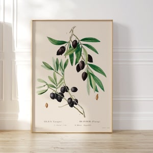 Rustic Art Print, Olive Branch Vintage Art, Retro Vintage Botanical Art, Kitchen Wall Decor, Farmhouse Wall Art Print, Large Retro Poster
