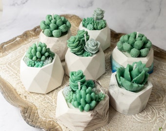 Mini Vetplant Kaars• Vetplant Sojakaars• Succulent Cadeau Voor Plant Liefhebbers