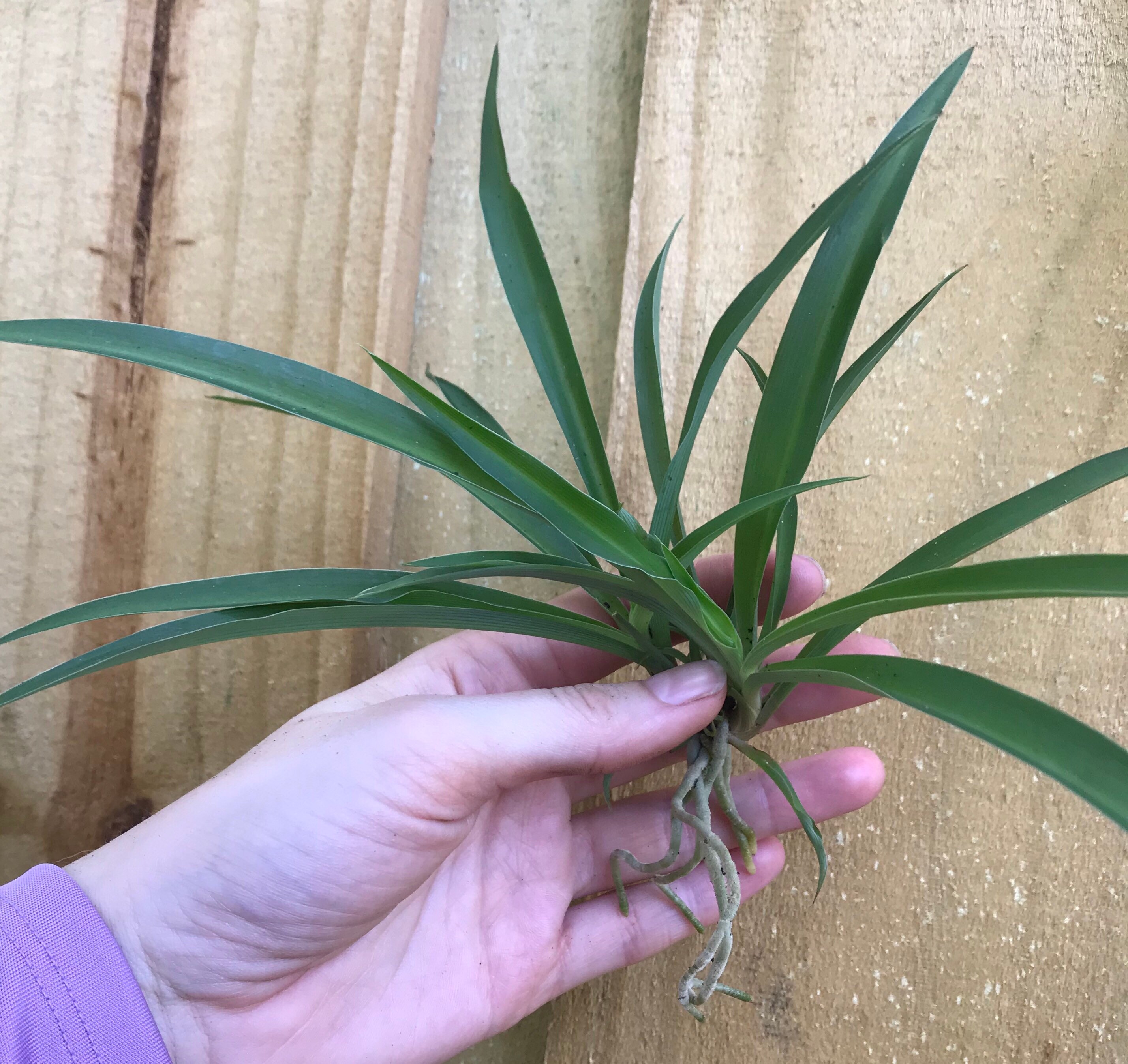 Solid green spider plant