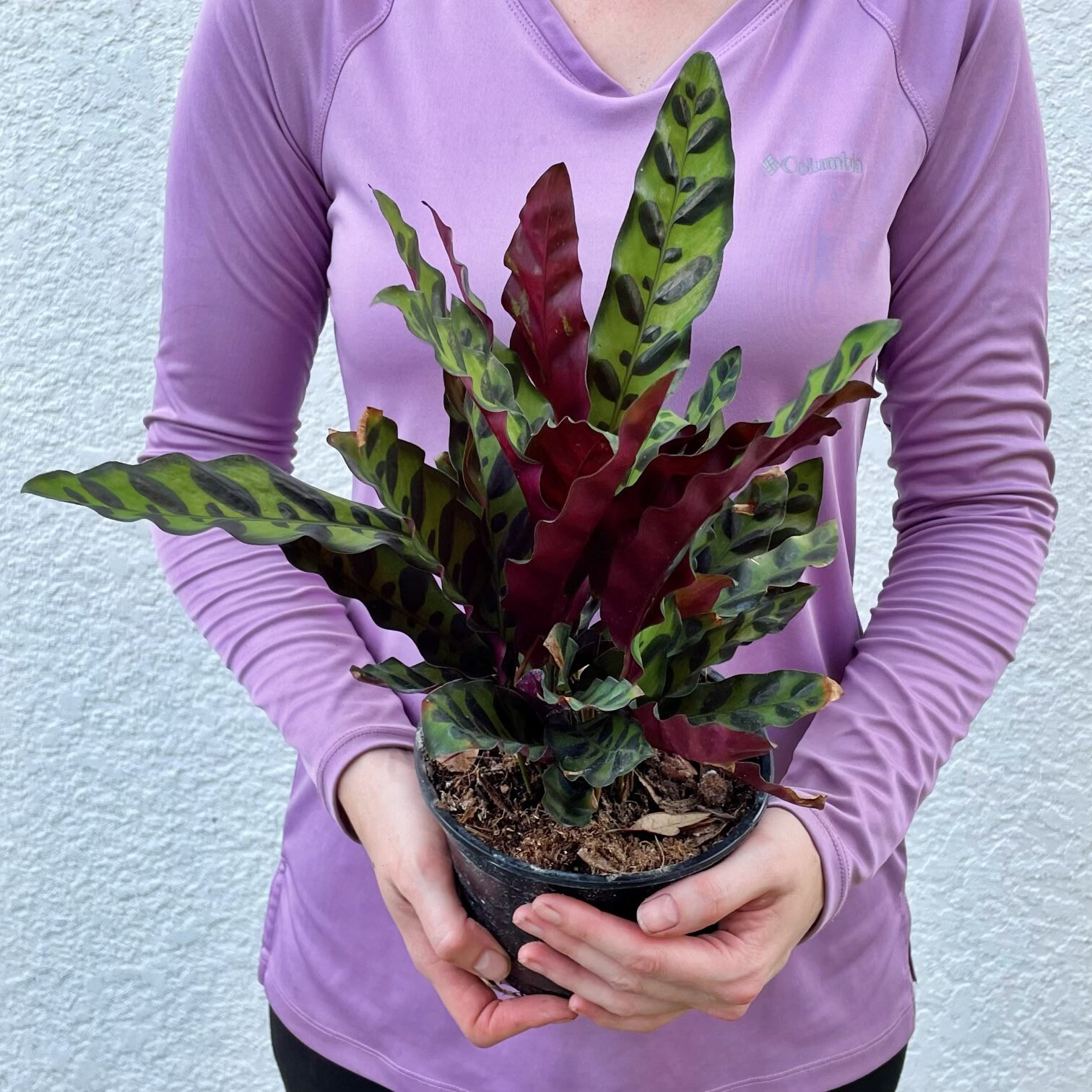 Rattlesnake Prayer Plant Calathea Lancifolia 8in pot Etsy