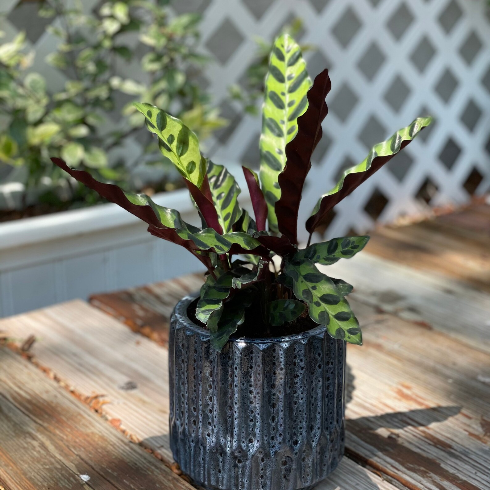 Rattlesnake Prayer Plant Calathea Lancifolia 8in pot Etsy