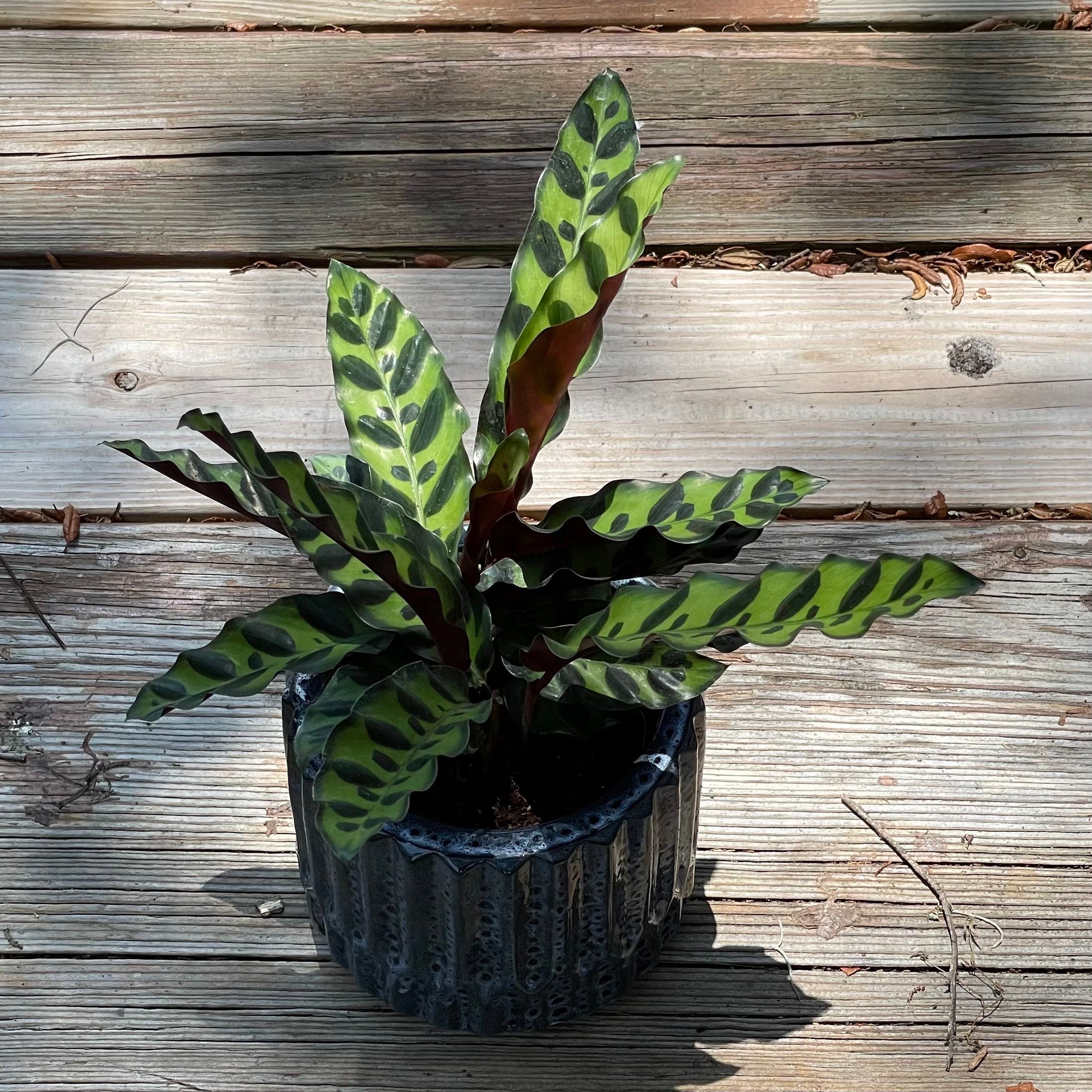 Rattlesnake Prayer Plant Calathea Lancifolia 8in pot Etsy