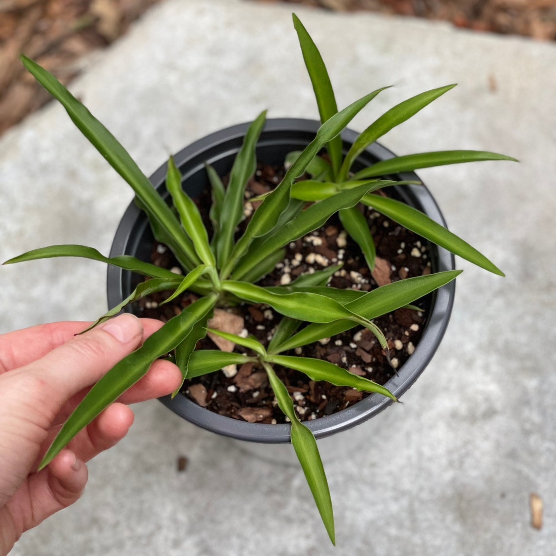 Solid Green Spider Plant Chlorophytum Comosum 2in/ 4in/ 6in Etsy