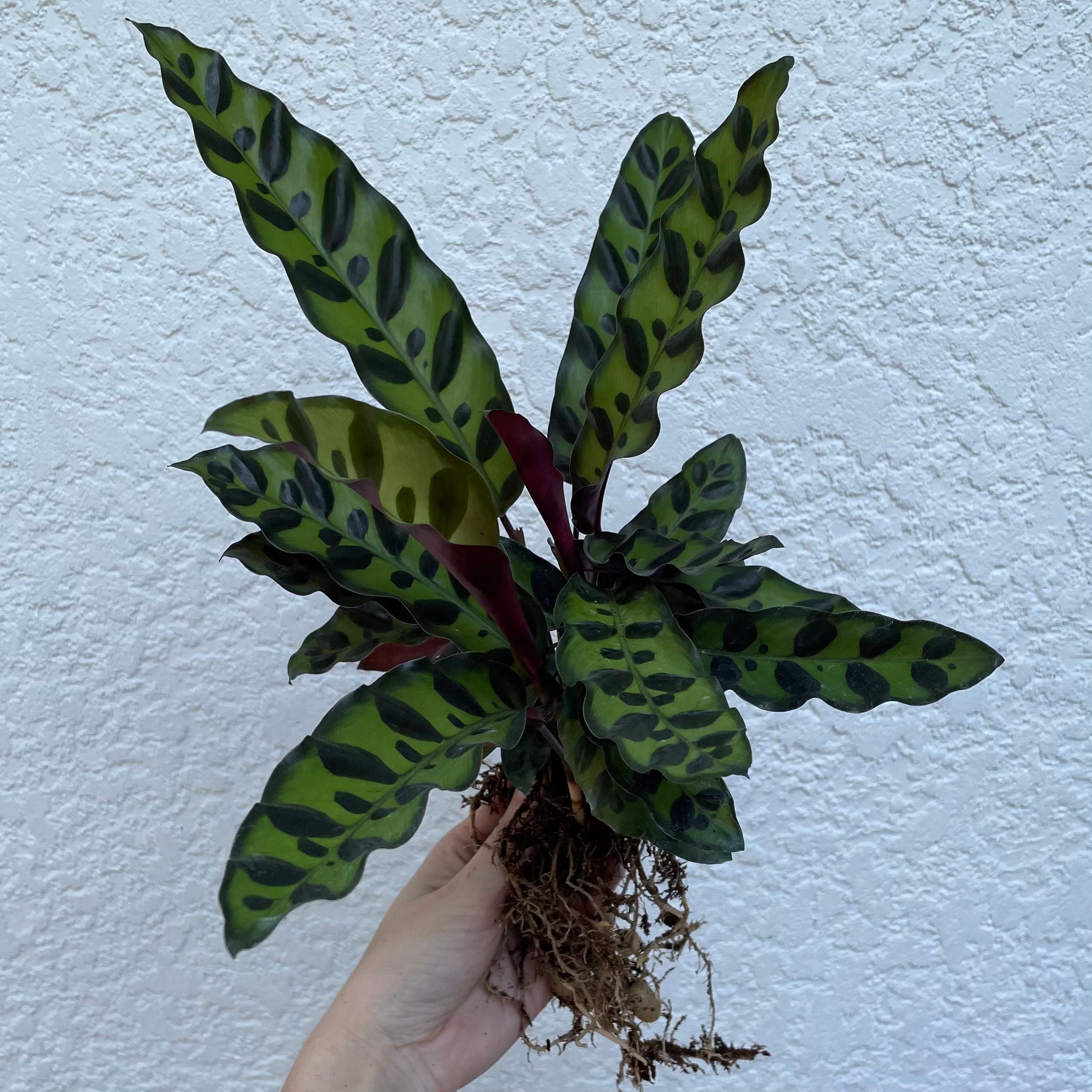 Rattlesnake Prayer Plant Calathea Lancifolia 8in pot Etsy