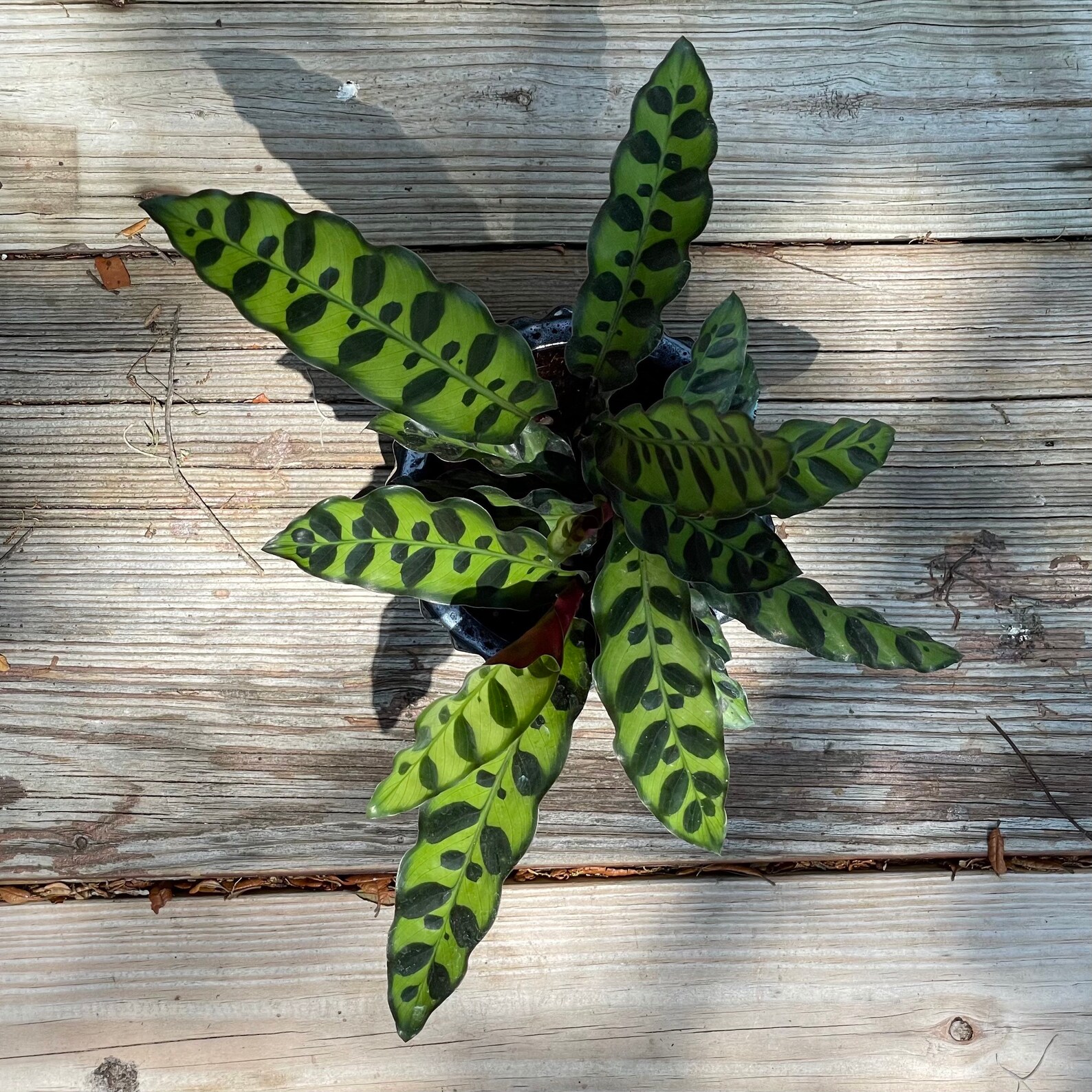 Rattlesnake Prayer Plant Calathea Lancifolia 8in pot Etsy