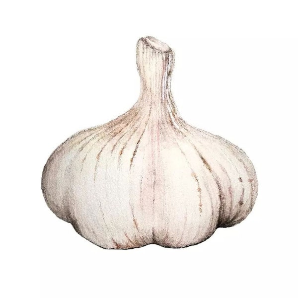 Garlic clove, original painting of liliaceae in realistic style watercolor