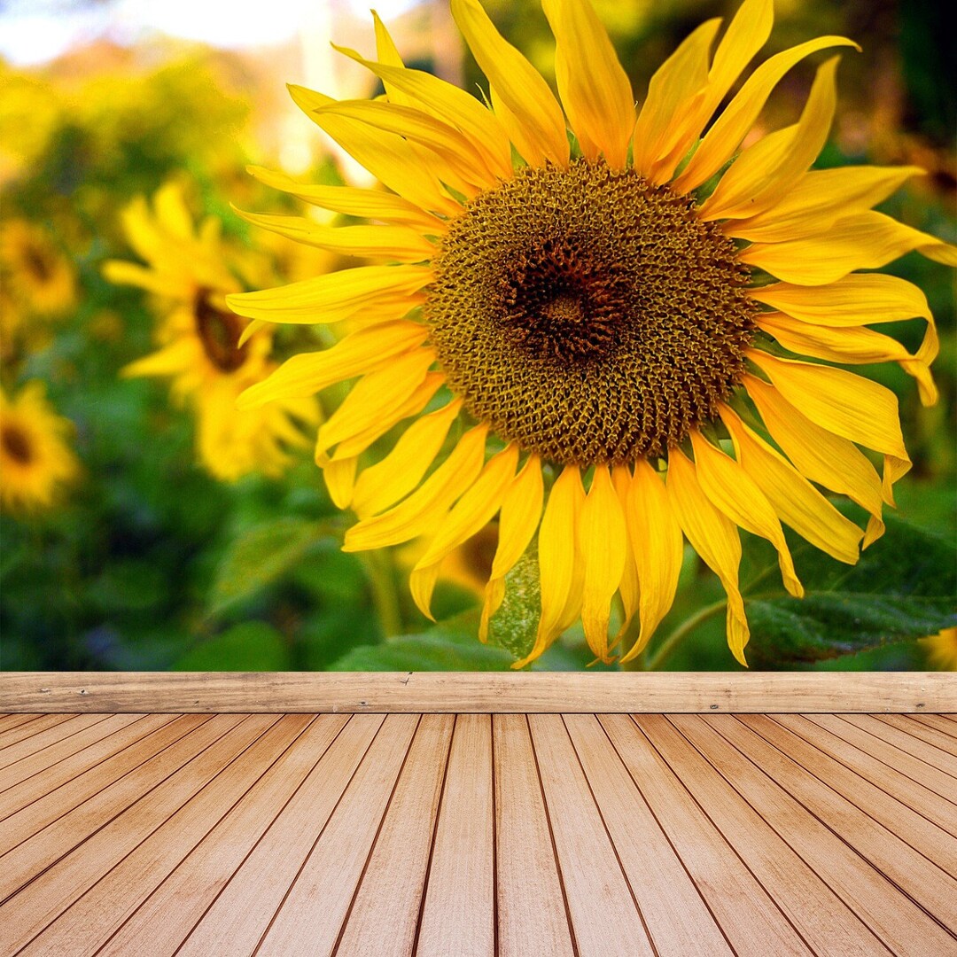 Sunflowers Yellow Traditional Paste & Glue or Removable Photo Mural ...