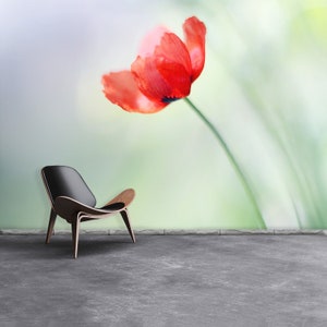 May include: A single red poppy flower with a blurred green and white background. A black leather chair with wooden legs is in the foreground.