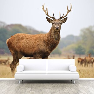Red Deer at meadow, Photo Wallpaper, Removable Wall Wallpaper, Peel and Stick, Non Woven, Wall Mural, Wall Decal Wall Mural, animal, W#81