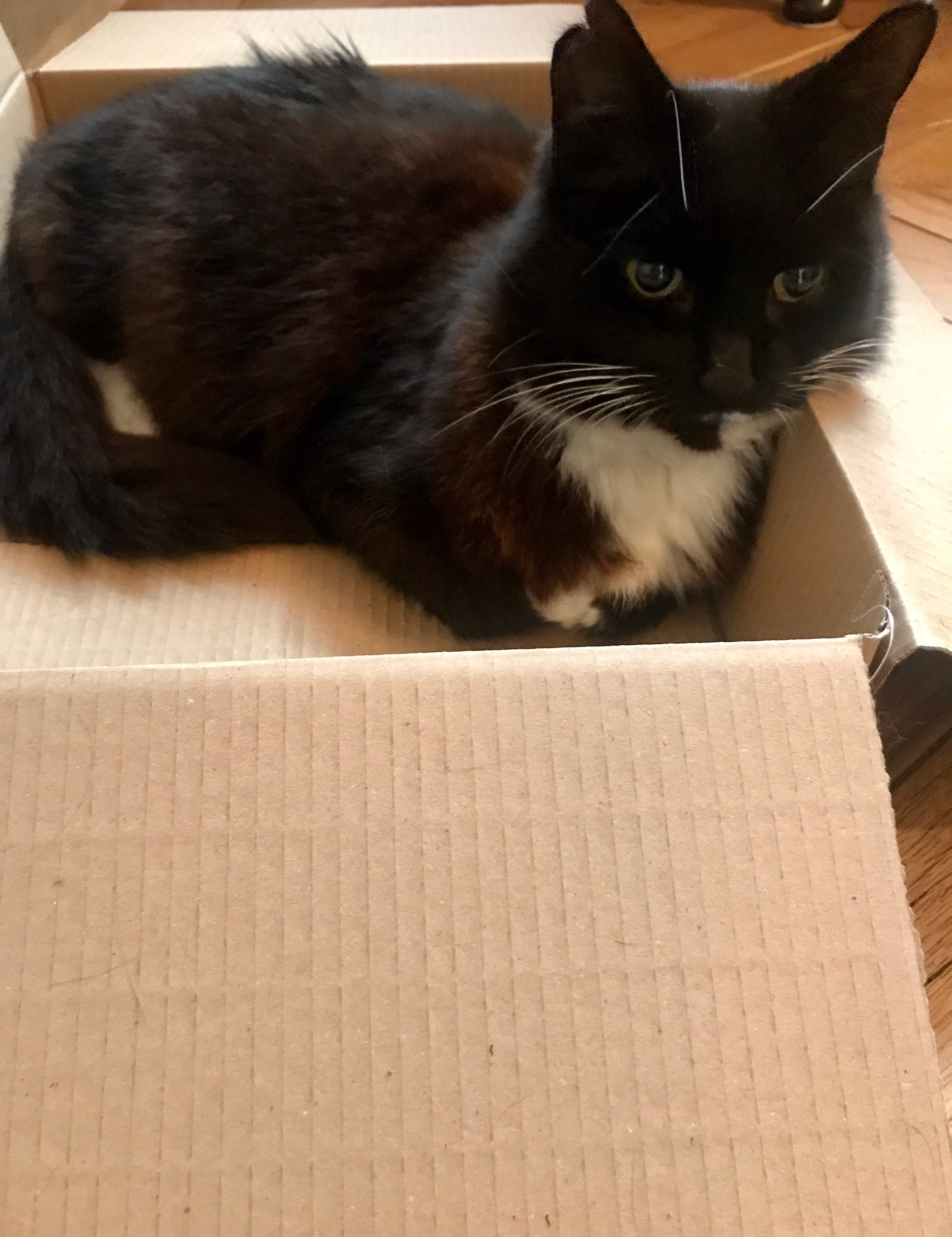 Cat in a box face maskcat cutecat hidingcat boxcat playing Etsy