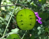 Money Plant Silver Dollar (Lunaria Biennis) 25 seeds