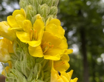 Mullein, Common (Verbascum thapsus) 100 seeds