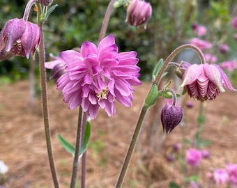 Pink Barlow Columbine (Aquilegia Vulgaris) 50 seeds