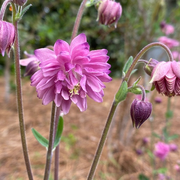 Pink Barlow Columbine (Aquilegia Vulgaris) 50 seeds