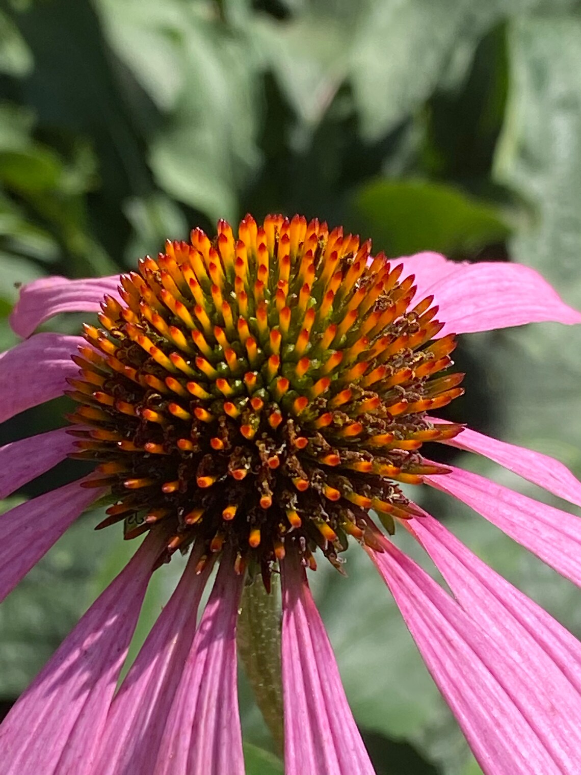 Echinacea Purpurea Dried whole Leaf and flowers 2 oz pkg Etsy