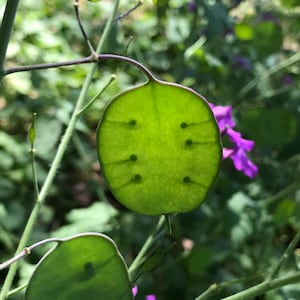 Money Plant / Silver Dollar (Lunaria Biennis)  25 seeds