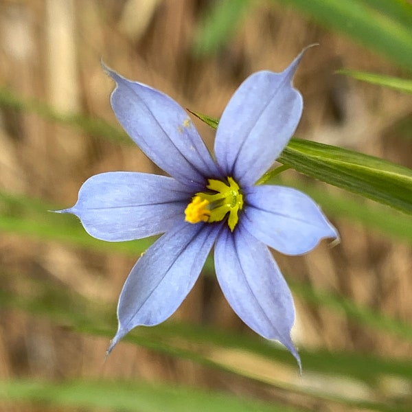 Blue-Eyed Grass (sisyrinchium angustifolium) 50+Seeds