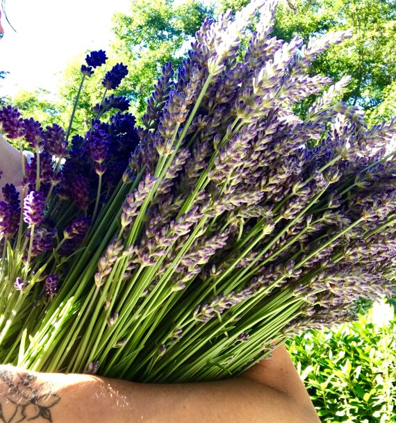 Bulk Lavender Flowers - 8 oz