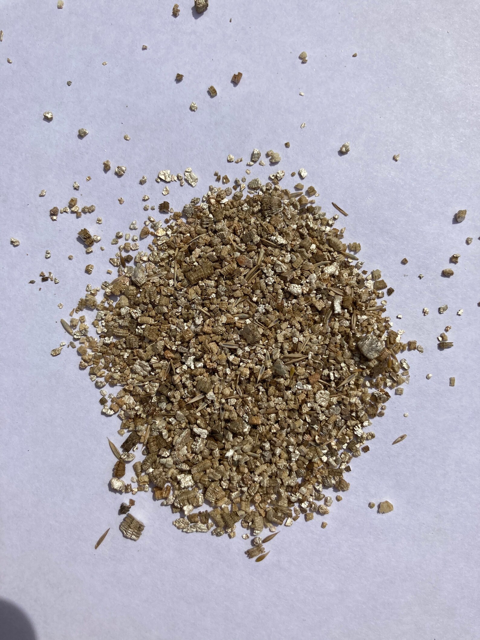 Wildflower Seeds Etsy
