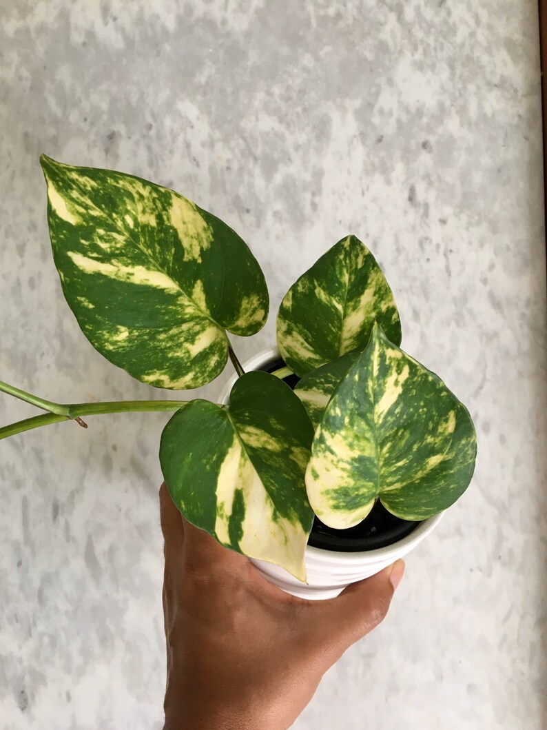 Golden Hawaiian Pothos Plant 4 pot Etsy