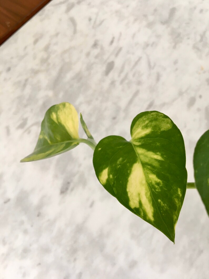 Golden Hawaiian Pothos Plant 4 pot Etsy