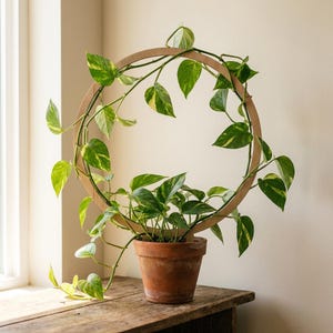 May include: A houseplant with green and yellow leaves, climbing a circular wooden trellis. The plant is in a terracotta pot on a wooden surface, near a window. The trellis is a light brown colour.