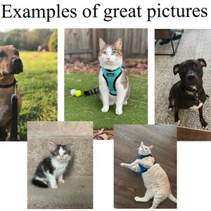 May include: Five images of pets wearing harnesses. The first image shows a brown and white pit bull wearing a black harness and leash. The second image shows a tabby cat wearing a turquoise harness. The third image shows a black pit bull wearing a silver collar and leash. The fourth image shows a black and white kitten wearing a blue harness. The fifth image shows a tan cat wearing a blue harness.