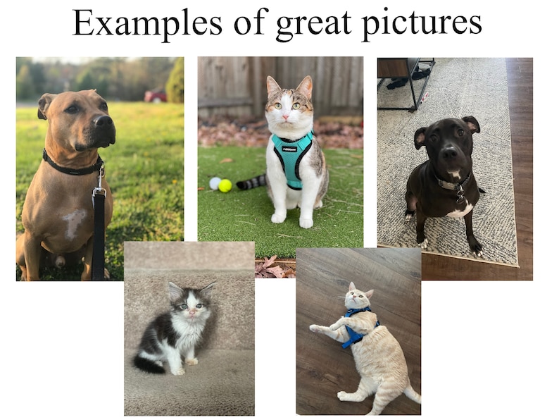 May include: Five images of pets wearing harnesses. The first image shows a brown and white pit bull wearing a black harness and leash. The second image shows a tabby cat wearing a turquoise harness. The third image shows a black pit bull wearing a silver collar and leash. The fourth image shows a black and white kitten wearing a blue harness. The fifth image shows a tan cat wearing a blue harness.