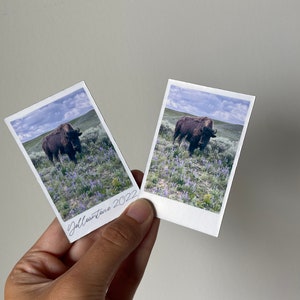 May include: Two instant photos of a brown bison standing in a field of purple wildflowers. The photos are labeled "Yellowstone 2022".