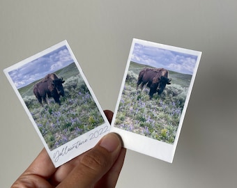 May include: Two instant photos of a brown bison standing in a field of purple wildflowers. The photos are labeled "Yellowstone 2022".