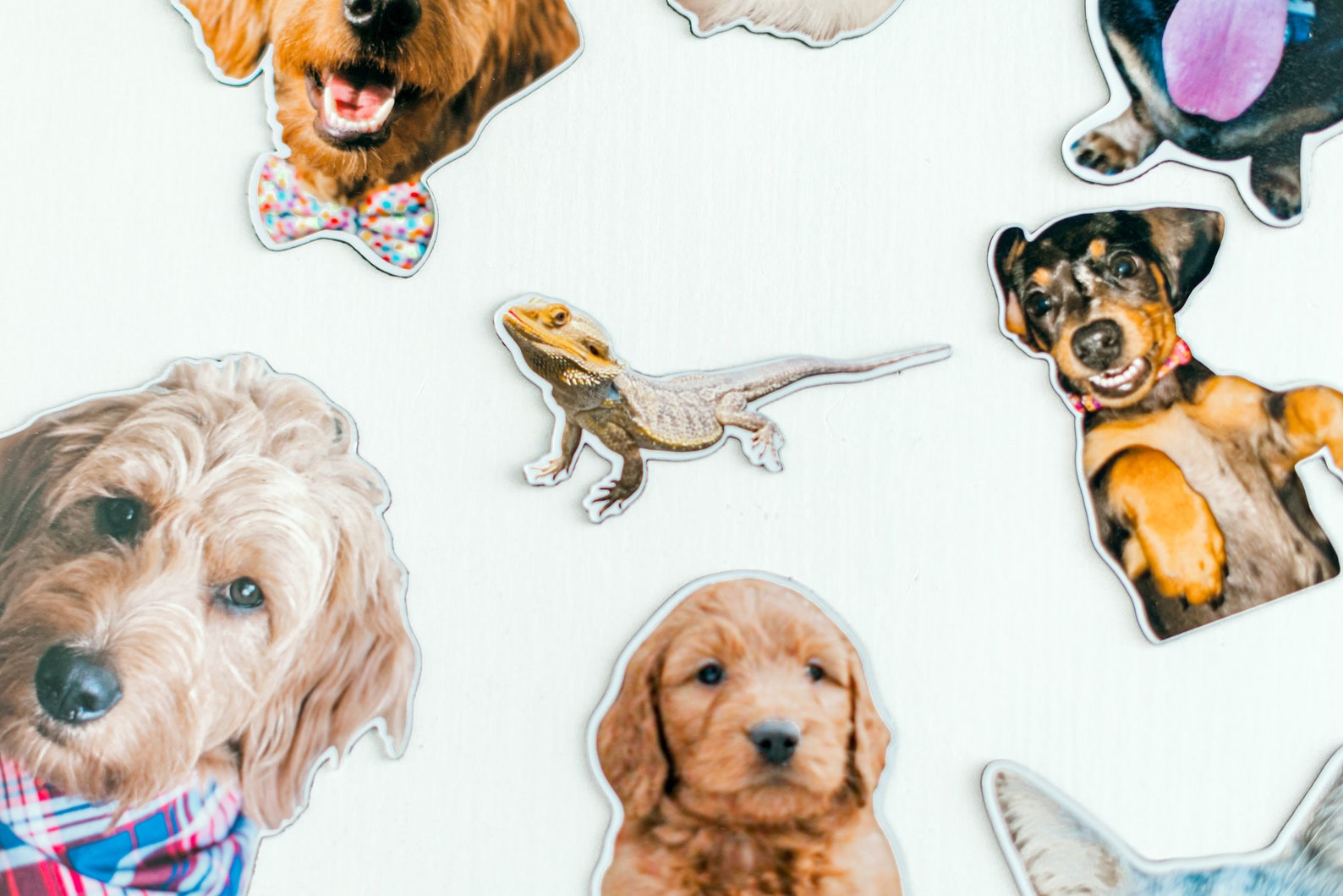 Custom Pet Cute Animal Decorative Etsy