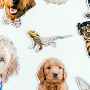 May include: A collection of colorful pet magnets featuring a variety of animals, including dogs, cats, and a lizard. The magnets are perfect for adding a touch of personality to any refrigerator or metal surface.