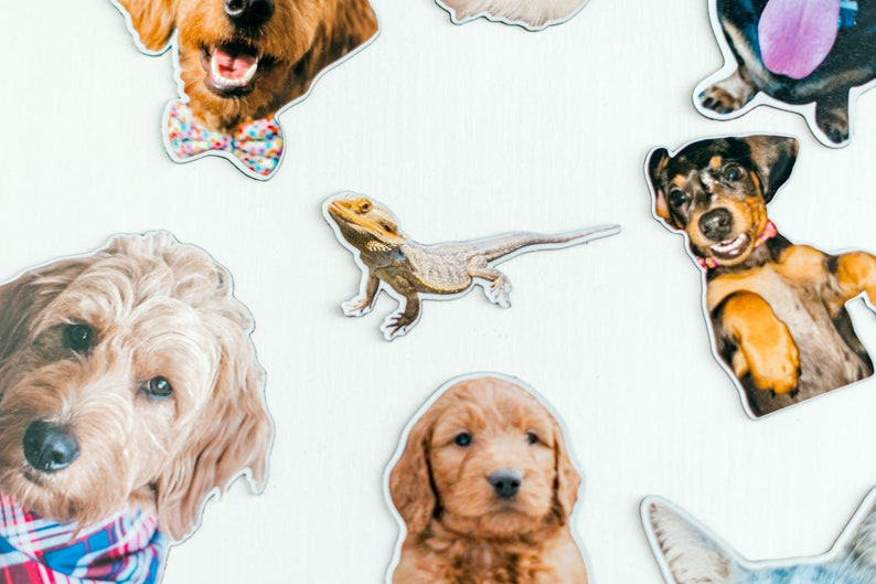 May include: A collection of colorful pet magnets featuring a variety of animals, including dogs, cats, and a lizard. The magnets are perfect for adding a touch of personality to any refrigerator or metal surface.