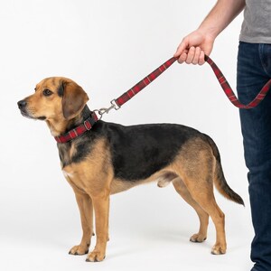 Può includere: Un cane di medie dimensioni con pelo marrone e nero, con un collare e un guinzaglio a scacchi rossi. Il cane è in piedi e una persona tiene il guinzaglio. Il guinzaglio e il collare hanno un motivo a scacchi rossi e neri.