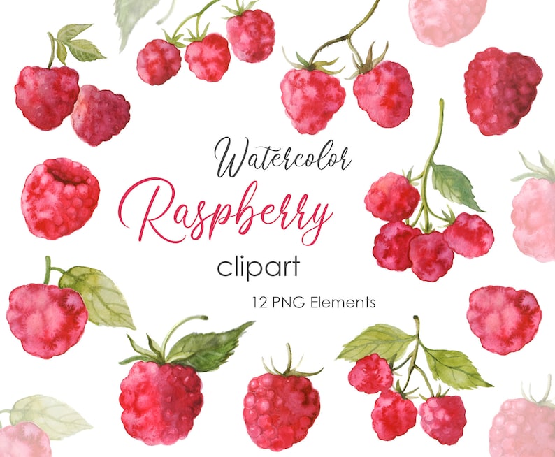 Raspberry botanical illustration Raspberry clipart Watercolor Raspberry clipart Botanical Clipart PNG 105