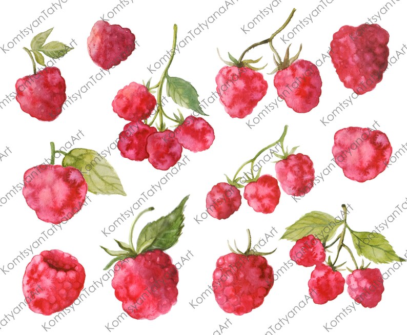 Raspberry botanical illustration Raspberry clipart Watercolor Raspberry clipart Botanical Clipart PNG 105