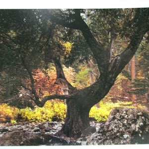 Carte postale - Ansel Adams 1950 Autumn Forest Twilight Yosemite National Park, CA