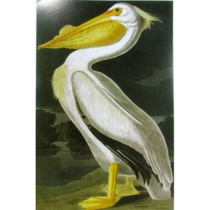 Cartão postal artístico de John James Audubon - pássaros exóticos do pelicano branco americano