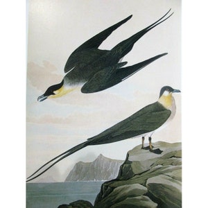 Cartão postal artístico de John James Audubon - pássaros exóticos Jaeger de cauda longa