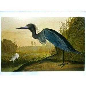 Cartão postal artístico de John James Audubon - Pássaros exóticos da garça azul