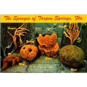 Pode incluir: Postal vintage com várias esponjas marinhas naturais, incluindo variedades Finger, Yellow, Wire, Grass e Wool. As esponjas são exibidas em uma rede de pesca, com o texto "The Sponges of Tarpon Springs, Fla." no topo.