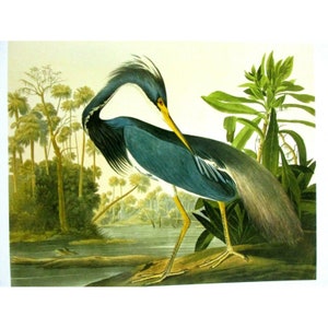 Cartão postal artístico de John James Audubon - Colher rosado 1827-1838 Pássaros exóticos