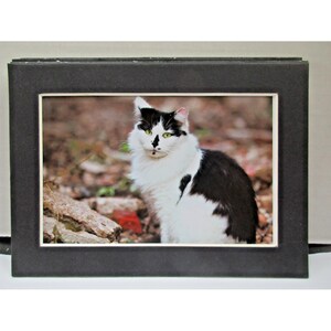Green Eyed Cat - 4 X 6&quot; Card in 5 X 7&quot; Black Mat - Ready to Frame
