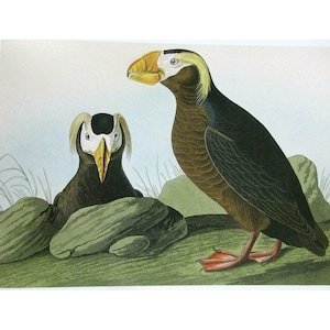 Cartão postal artístico de John James Audubon - pássaros exóticos de papagaio-do-mar tufado
