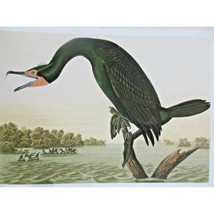 Cartão postal artístico de John James Audubon - Pássaros exóticos de corvo-marinho de crista dupla
