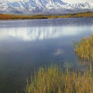 Carte postale - Ansel Adams 1948 Mount McKinley, Grass, Denali National Park, Alaska