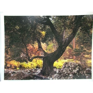 Carte postale - Ansel Adams 1950 Autumn Forest Twilight Parc national de Yosemite, Californie