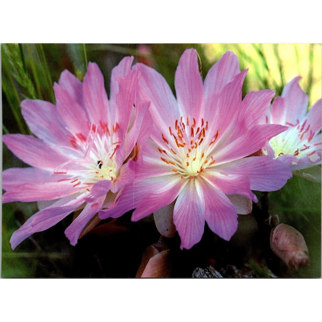 Postcard - Montana - Bitterroot - Montana's State Flower - Size: 4.75 ...