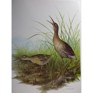 Puede incluir: Una pintura de acuarela de dos pájaros marrones y blancos con patas y picos largos de pie en hierba verde alta. El pájaro de la izquierda está mirando hacia abajo, mientras que el pájaro de la derecha está mirando hacia arriba y cantando.